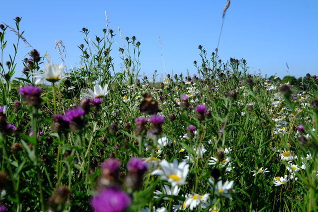 Biodiversity image